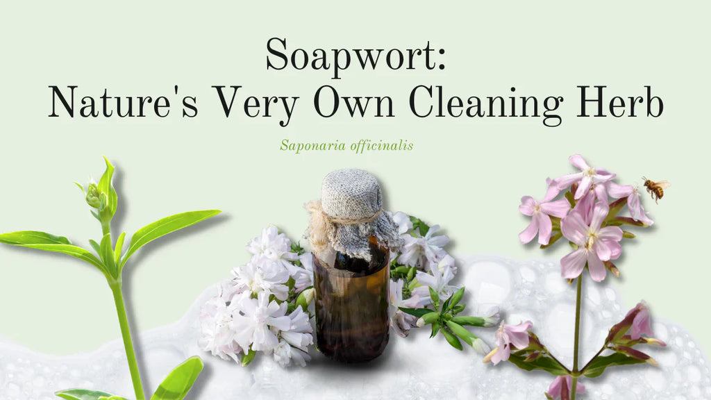 Soapwort: Nature's Very Own Cleaning Herb